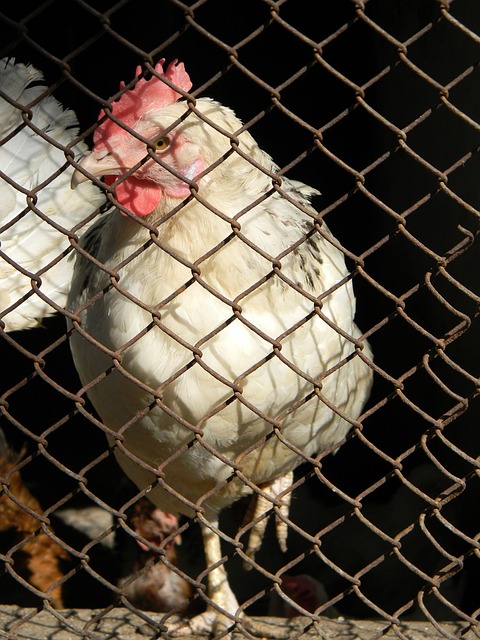 击败埃尔切 击败埃尔切